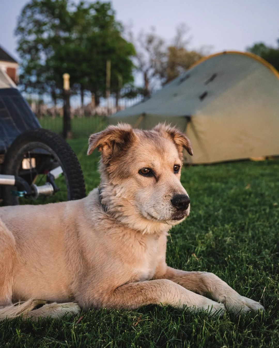 Köpeğiyle birlikte yürüyerek dünyayı dolaştı, Guinness Dünya Rekorları'na girdi! 38 ülke gezdi ama aklı Türkiye'de kaldı 12
