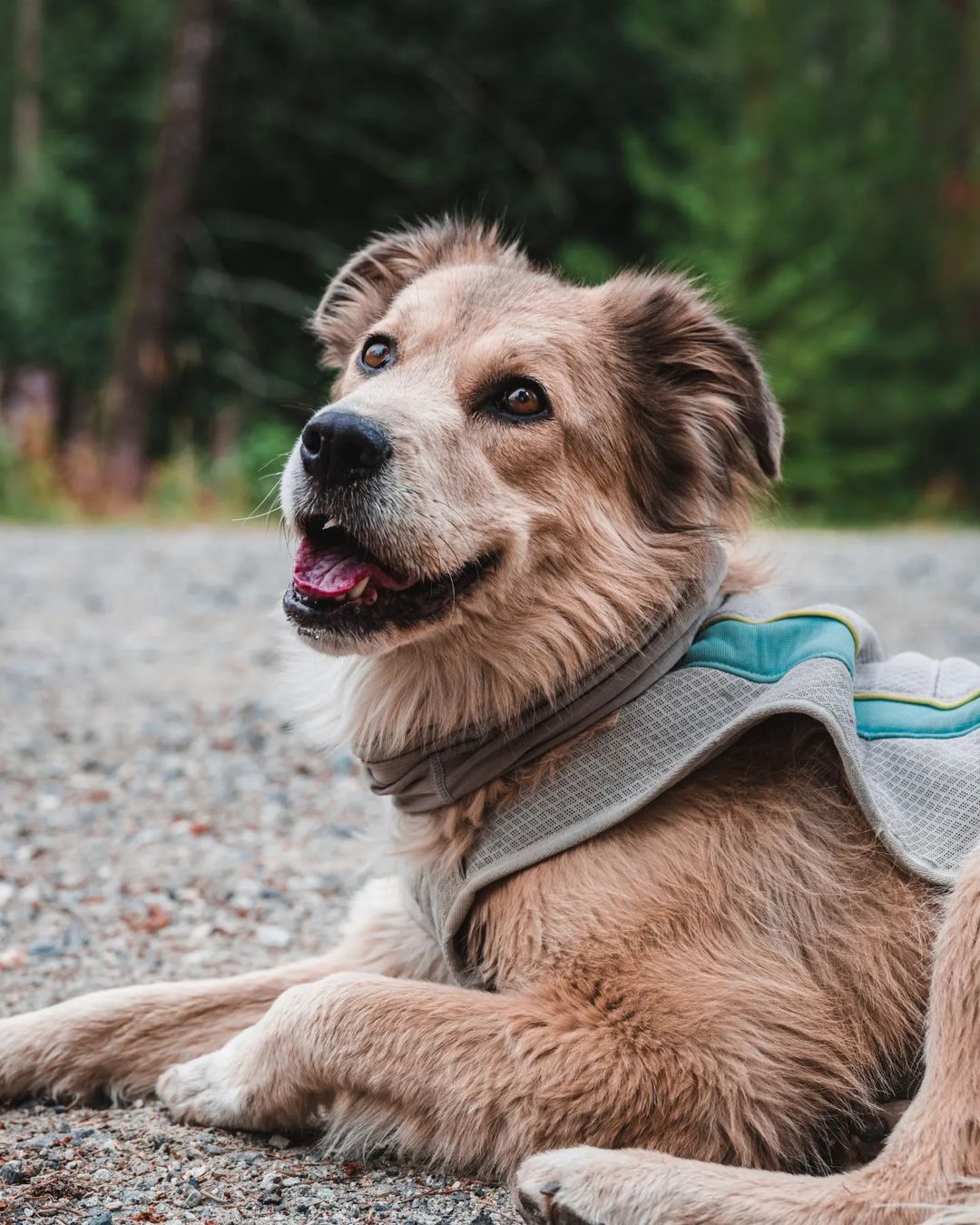 Köpeğiyle birlikte yürüyerek dünyayı dolaştı, Guinness Dünya Rekorları'na girdi! 38 ülke gezdi ama aklı Türkiye'de kaldı 15