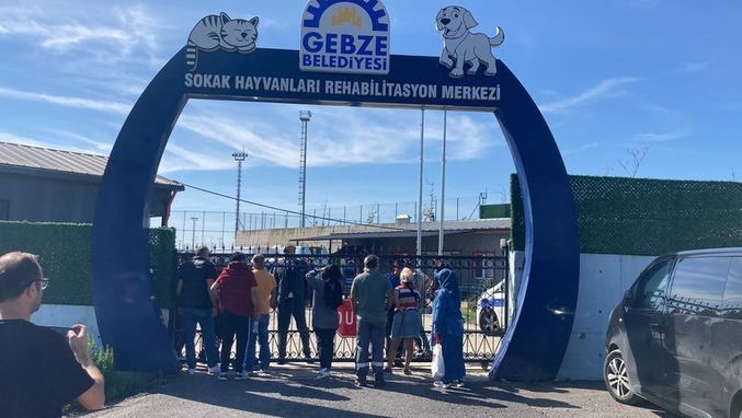 Gebze'de onlarca köpek ve kedi katledildi iddiası! Kocaeli Valiliği'nden açıklama: Soruşturma başlatıldı! 3