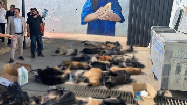 Gebze'de onlarca köpek ve kedi katledildi iddiası! Kocaeli Valiliği'nden açıklama: Soruşturma başlatıldı! 4