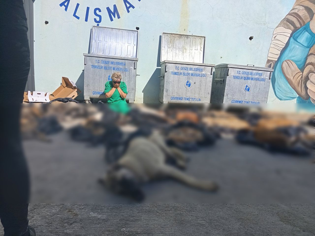 Gebze'de onlarca köpek ve kedi katledildi iddiası! Kocaeli Valiliği'nden açıklama: Soruşturma başlatıldı! 2