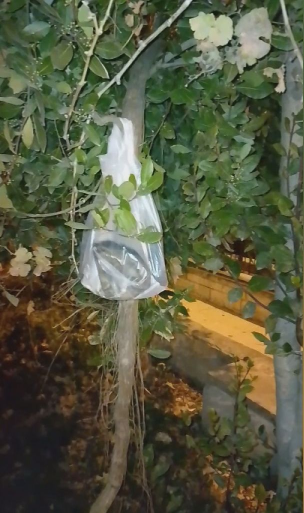 İstanbul'da kedi katliamı! 22 saat içinde 22 yavru kedi ölü bulundu... 3