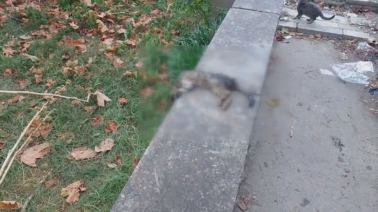 İstanbul'da kedi katliamı! 22 saat içinde 22 yavru kedi ölü bulundu... 2