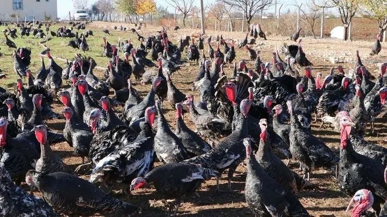 Çiftlik Bank'tan sonra Hindi Bank! 40 kişiyi 50 milyon lira dolandırdı... Polis her yerde onu arıyor... 5