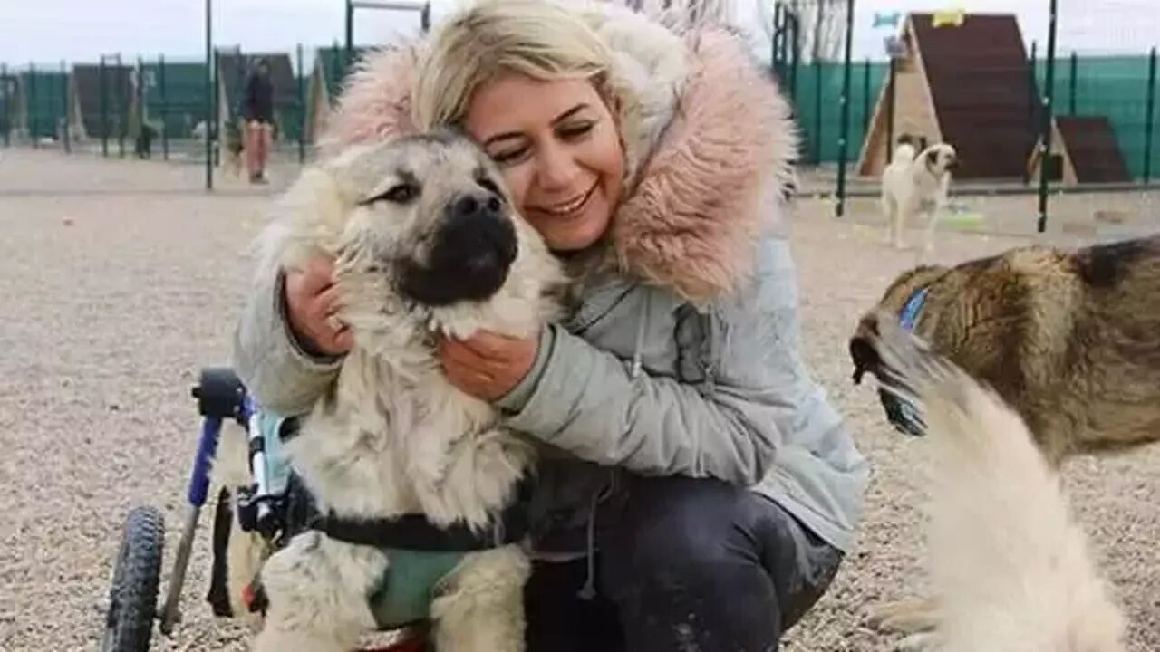 Köpek velisi Buket Özgünlü bağış paralarıyla bakın neler yapmış! Dikkat çeken oto alım satımları... 2
