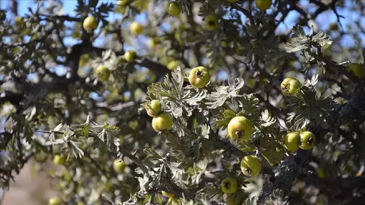 Damar tıkanıklığı olanlar müjde! Bir kaşık ekleyince damarlarınız açılacak... 1