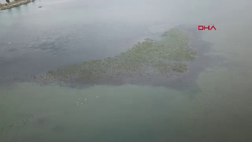 İzmir Körfezi alarm veriyor: Deniz marulları kirliliğin yeni yüzü 1