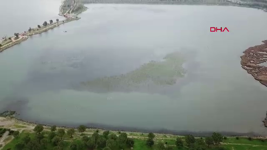 İzmir Körfezi alarm veriyor: Deniz marulları kirliliğin yeni yüzü 2