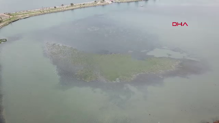 İzmir Körfezi alarm veriyor: Deniz marulları kirliliğin yeni yüzü 4