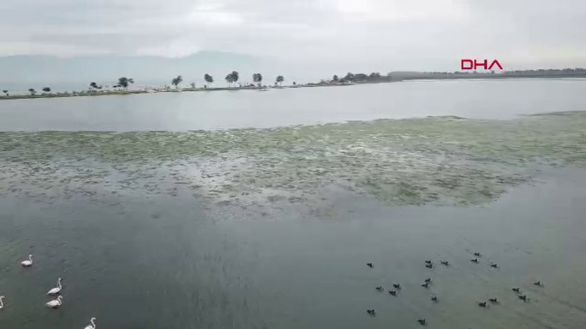 İzmir Körfezi alarm veriyor: Deniz marulları kirliliğin yeni yüzü 5