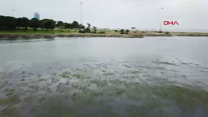 İzmir Körfezi alarm veriyor: Deniz marulları kirliliğin yeni yüzü 6