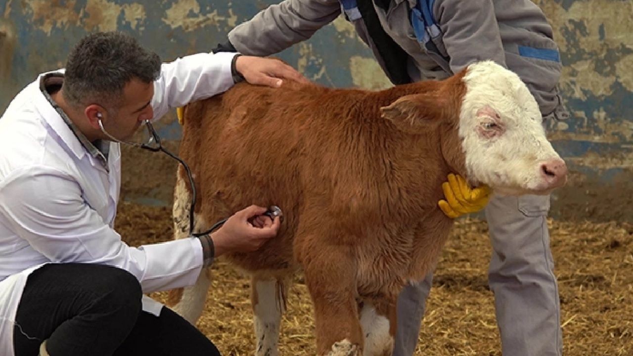 Avrupa ülkeleri teyakkuzda: Hayvanlarda 35 yıl sonra ortaya çıktı... 3