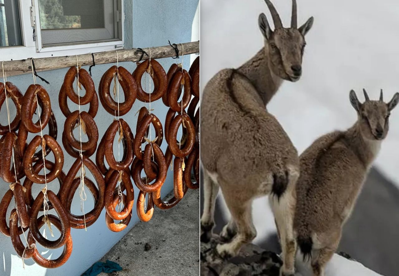 Mersin'de pes dedirten olay! Koruma altındaki dağ keçilerini avlayıp sucuk yaptı! 2 milyona yakın para cezası kesildi... 1