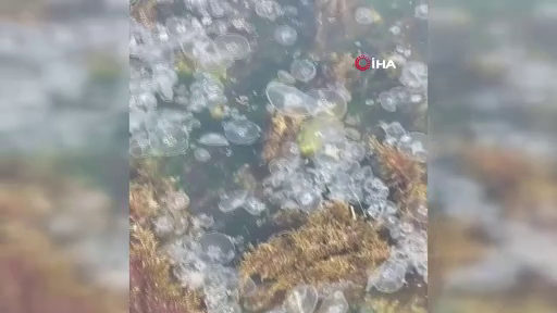 İstanbul'da korkutan görüntü! Sarıyer'de binlerce denizanası kıyıya vurdu! 1