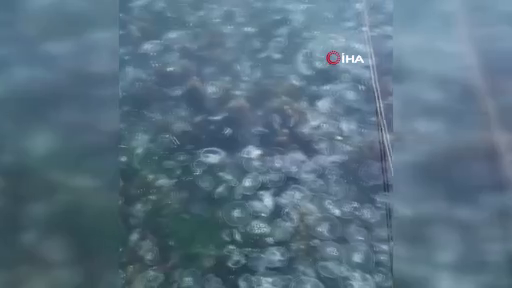 İstanbul'da korkutan görüntü! Sarıyer'de binlerce denizanası kıyıya vurdu! 2