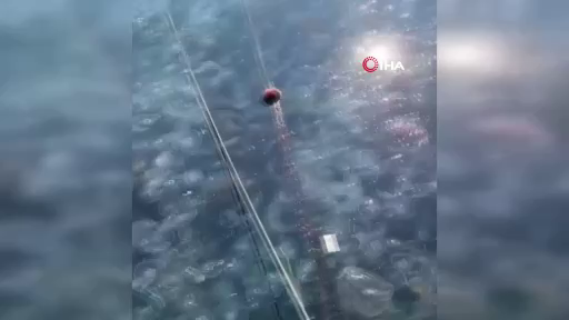 İstanbul'da korkutan görüntü! Sarıyer'de binlerce denizanası kıyıya vurdu! 3