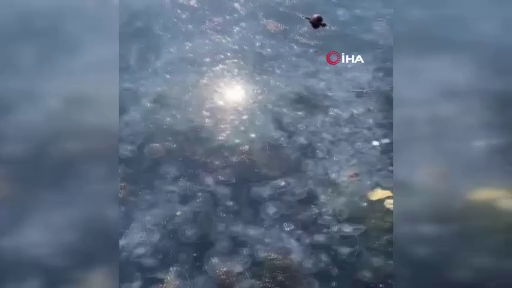 İstanbul'da korkutan görüntü! Sarıyer'de binlerce denizanası kıyıya vurdu! 4