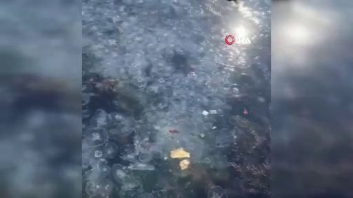 İstanbul'da korkutan görüntü! Sarıyer'de binlerce denizanası kıyıya vurdu! 5