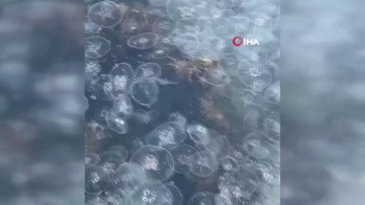 İstanbul'da korkutan görüntü! Sarıyer'de binlerce denizanası kıyıya vurdu! 6