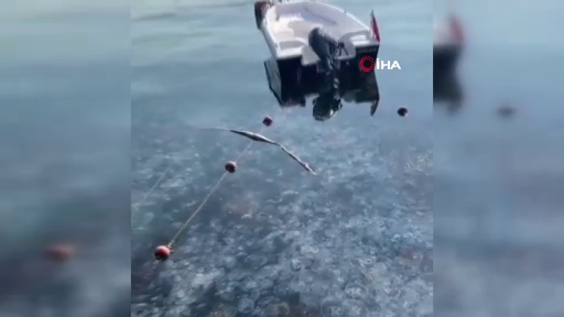 İstanbul'da korkutan görüntü! Sarıyer'de binlerce denizanası kıyıya vurdu! 7