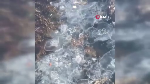 İstanbul'da korkutan görüntü! Sarıyer'de binlerce denizanası kıyıya vurdu! 8