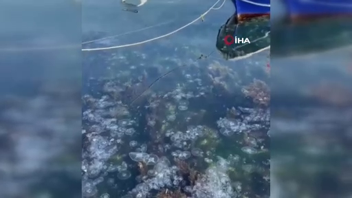 İstanbul'da korkutan görüntü! Sarıyer'de binlerce denizanası kıyıya vurdu! 9