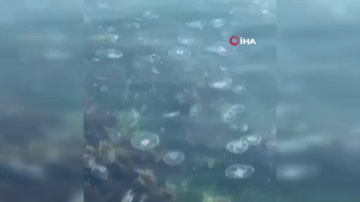 İstanbul'da korkutan görüntü! Sarıyer'de binlerce denizanası kıyıya vurdu! 10