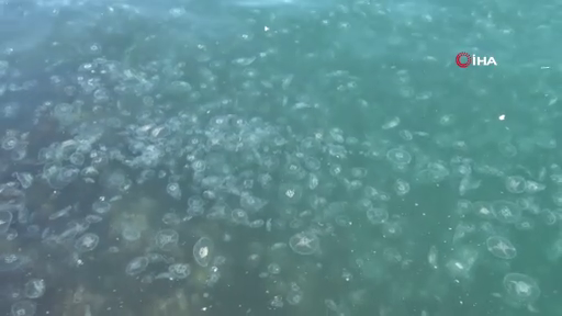 İstanbul'da korkutan görüntü! Sarıyer'de binlerce denizanası kıyıya vurdu! 11