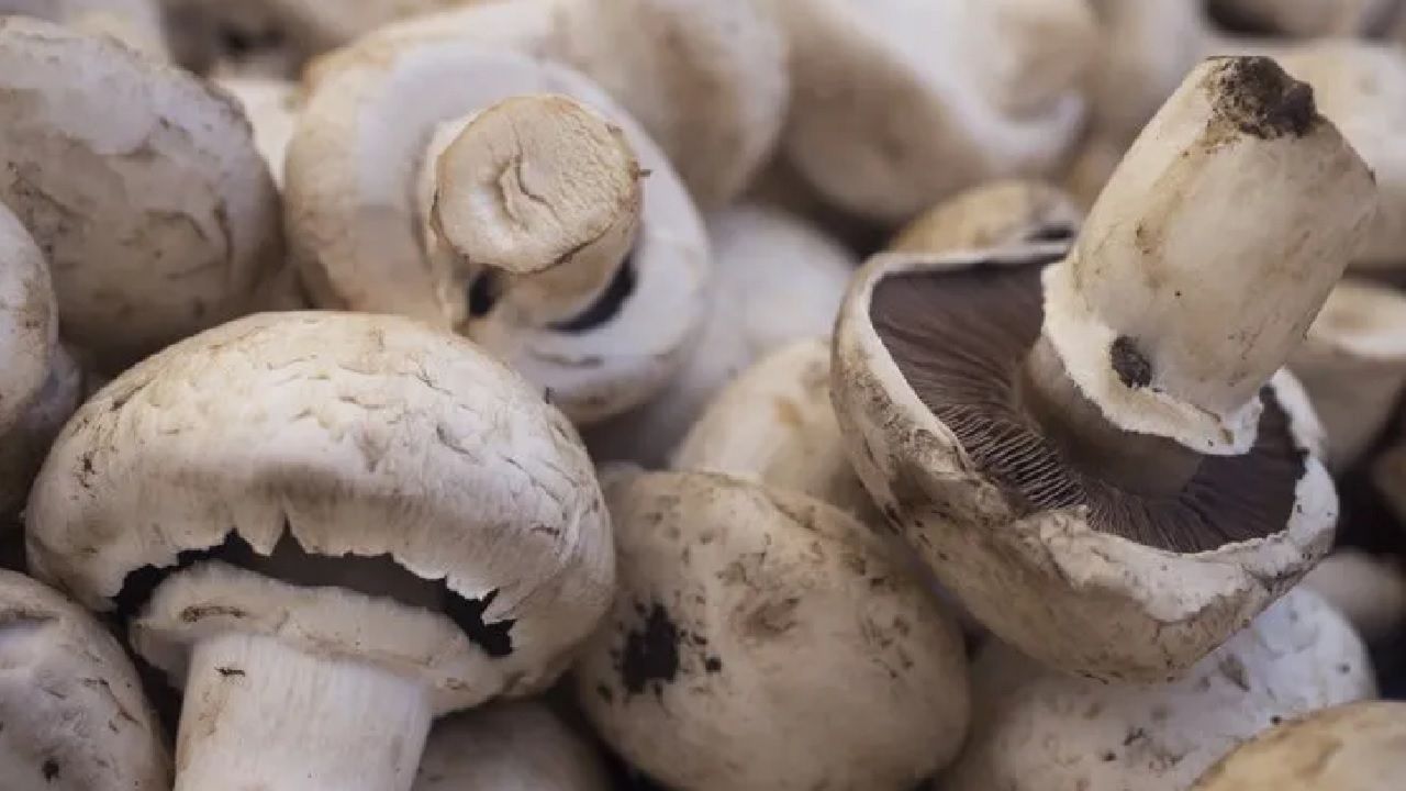 Mantar tüketenlere öneri: Güneşle buluşunca D vitamini deposu oluyor... 2