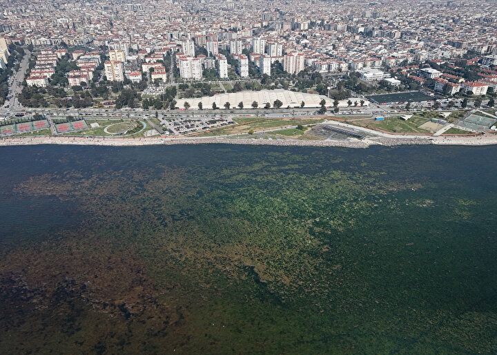 İzmir Körfezi alarm veriyor! Bostanlı Sahili yosunlarla kaplandı! Uzmanlar uyarıyor! 3