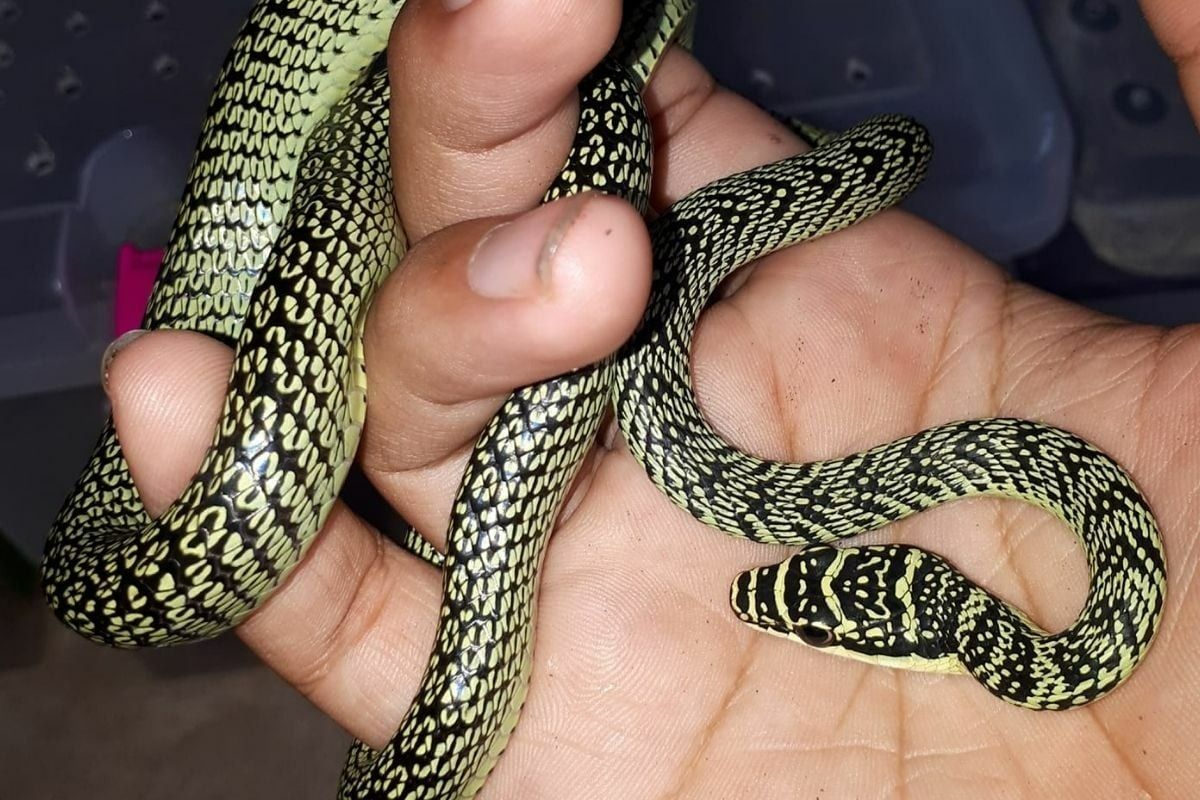 Dondurmadan tiksindirir... Tayland'da sokaktan aldığı dondurmadan yılan çıktı! 1