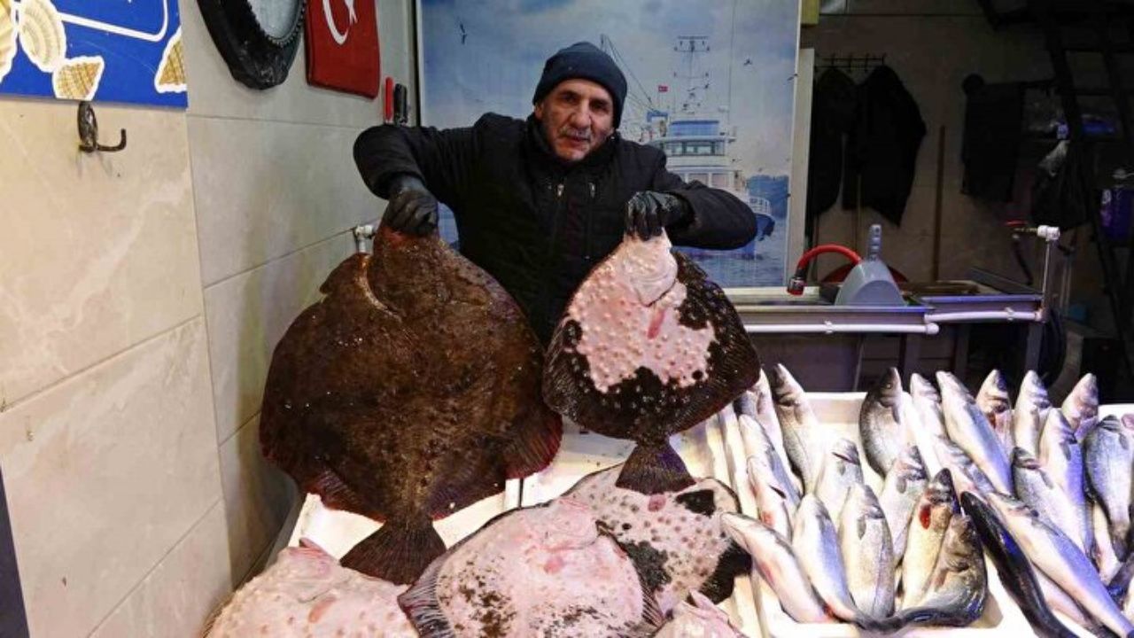 40 yıl sonra bir ilk! Denizlerde kırlangıç ve kalkan bolluğu 4