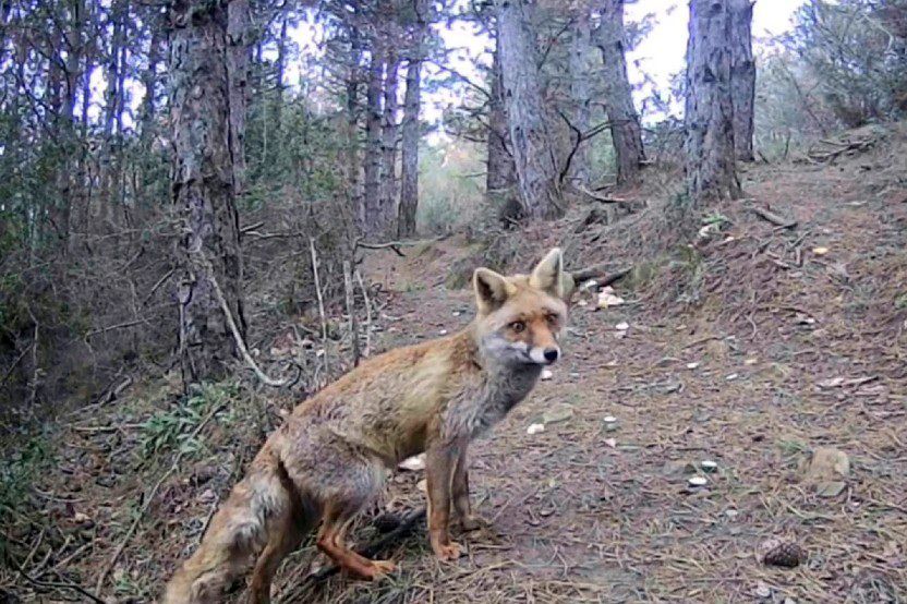Kurduğu fotokapanlarla 13 yıldır Trakya’daki yaban hayatı kayıt altına alıyor 2