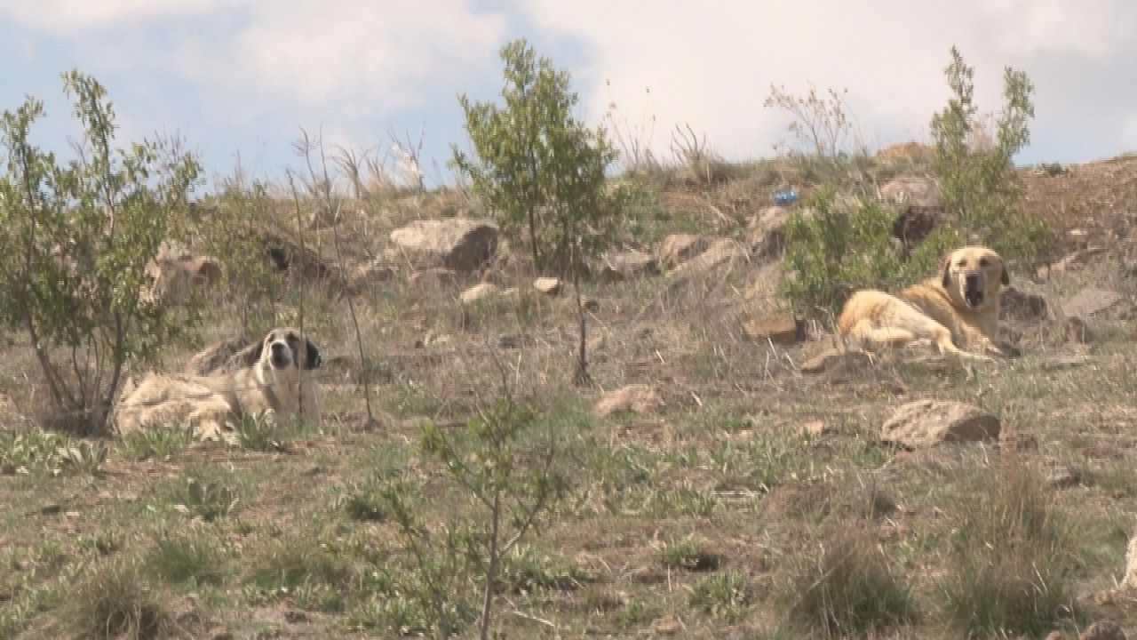 Ankara Çubuk’ta korku dolu anlar: Köpekler çocuklara saldırdı, sahibi olan kadın izledi! 7