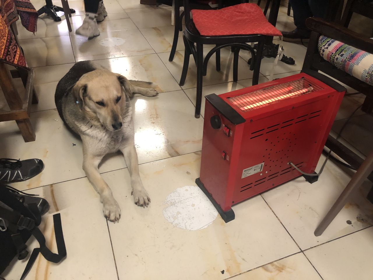 Eskişehir'de kar ve fırtınada yürek ısıtan görüntü: Sokak köpeği çay ocağına sığındı! 1