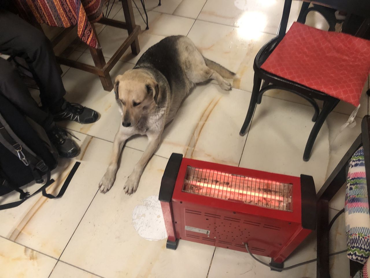 Eskişehir'de kar ve fırtınada yürek ısıtan görüntü: Sokak köpeği çay ocağına sığındı! 2
