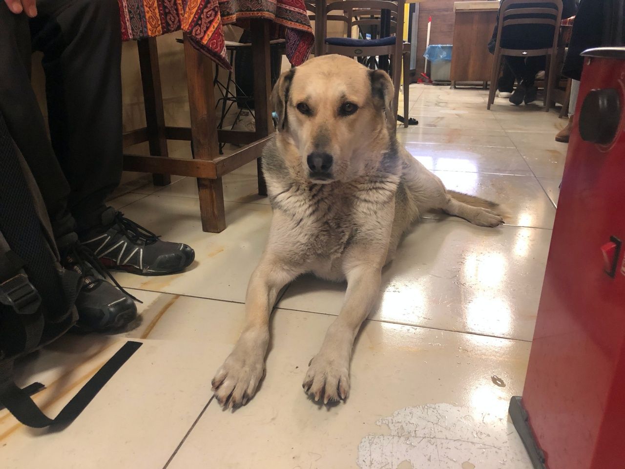 Eskişehir'de kar ve fırtınada yürek ısıtan görüntü: Sokak köpeği çay ocağına sığındı! 3