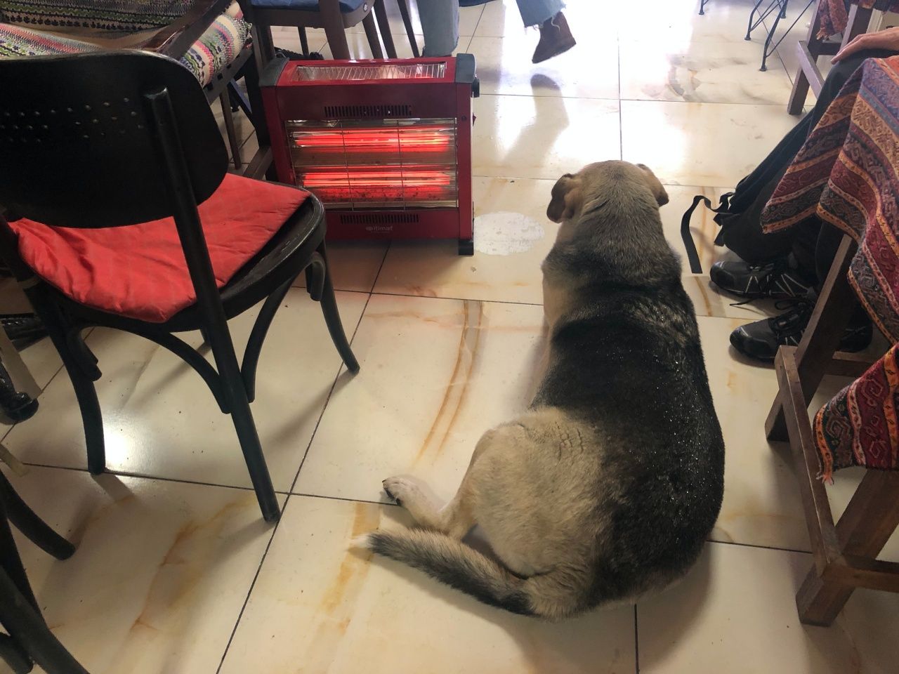 Eskişehir'de kar ve fırtınada yürek ısıtan görüntü: Sokak köpeği çay ocağına sığındı! 4