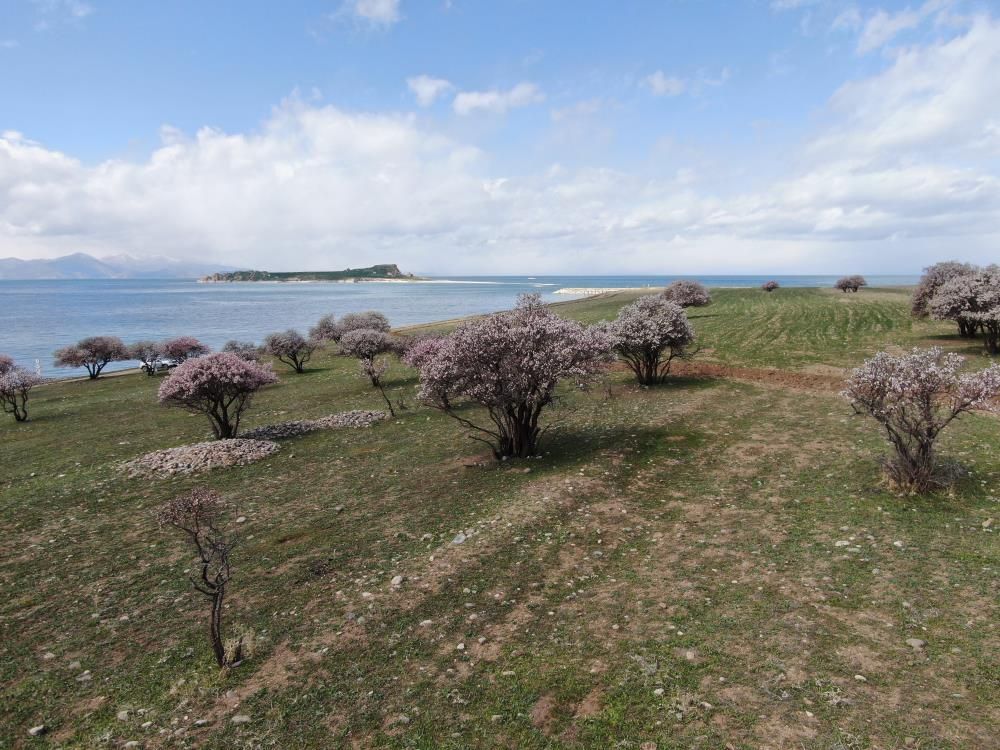 Van Gölü’nde bahar şöleni: Çarpanak Adası badem çiçekleriyle büyülüyor 8