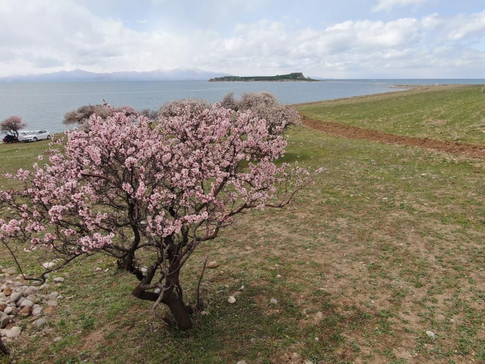 Van Gölü’nde bahar şöleni: Çarpanak Adası badem çiçekleriyle büyülüyor 5