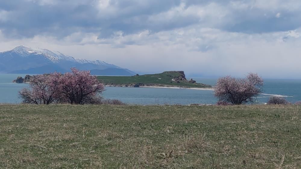 Van Gölü’nde bahar şöleni: Çarpanak Adası badem çiçekleriyle büyülüyor 12