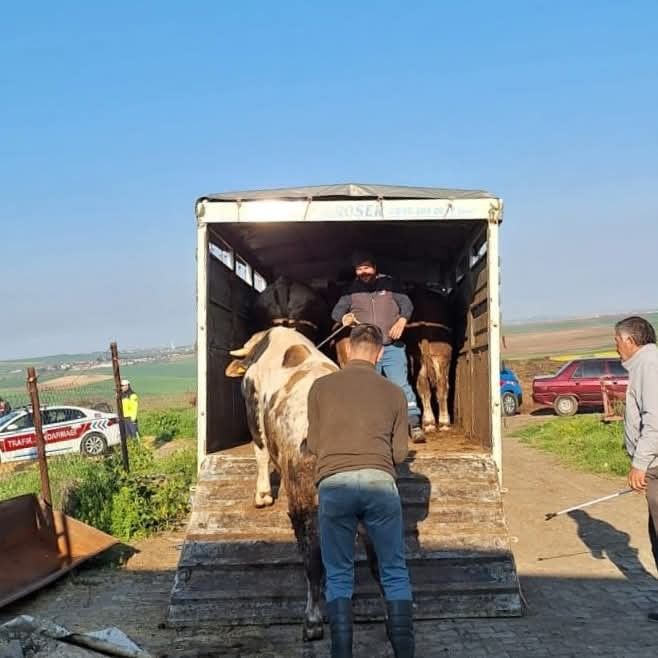 Tekirdağ’da yasa dışı hayvan sevkiyatına jandarmadan sıkı denetim: 27 büyükbaş kesildi 2