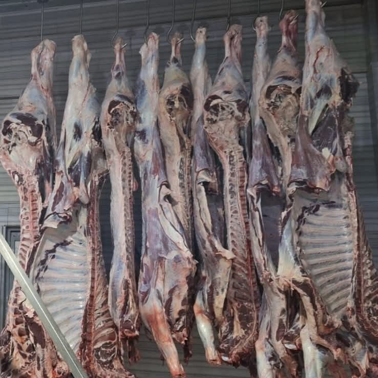 Tekirdağ’da yasa dışı hayvan sevkiyatına jandarmadan sıkı denetim: 27 büyükbaş kesildi 7