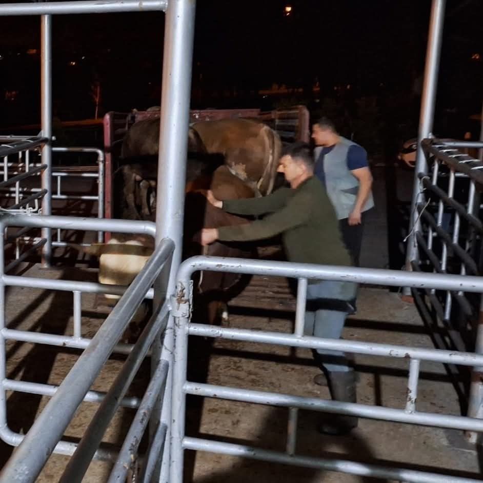 Tekirdağ’da yasa dışı hayvan sevkiyatına jandarmadan sıkı denetim: 27 büyükbaş kesildi 5