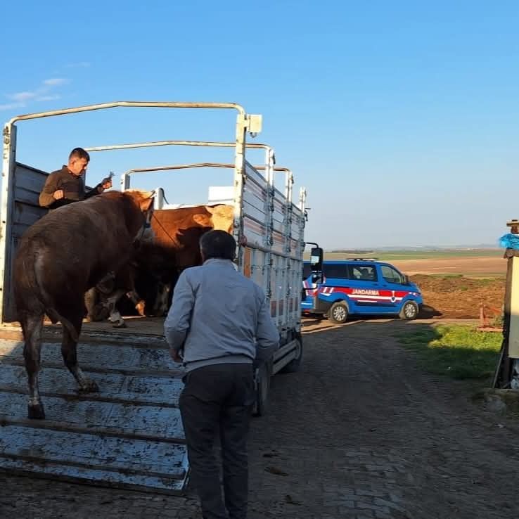 Tekirdağ’da yasa dışı hayvan sevkiyatına jandarmadan sıkı denetim: 27 büyükbaş kesildi 4