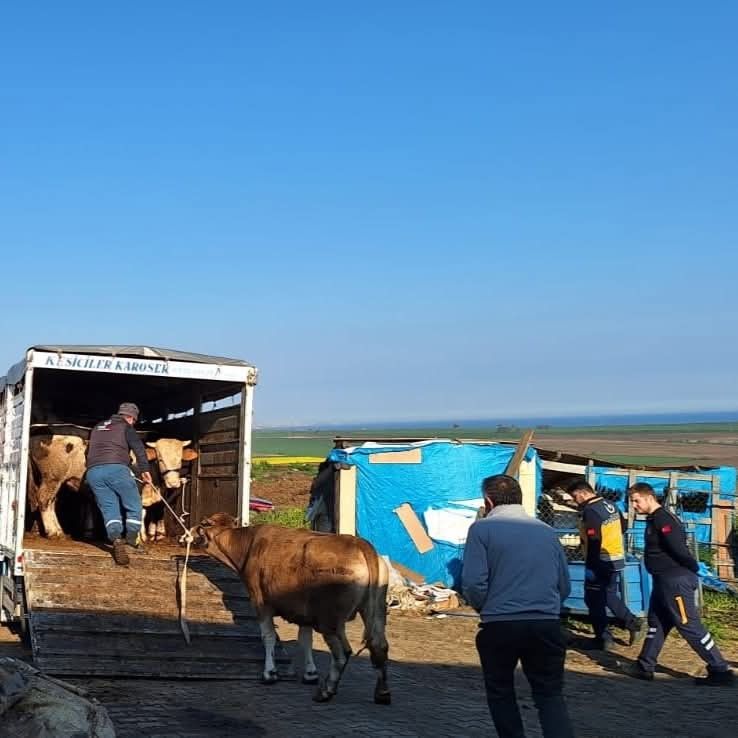 Tekirdağ’da yasa dışı hayvan sevkiyatına jandarmadan sıkı denetim: 27 büyükbaş kesildi 3