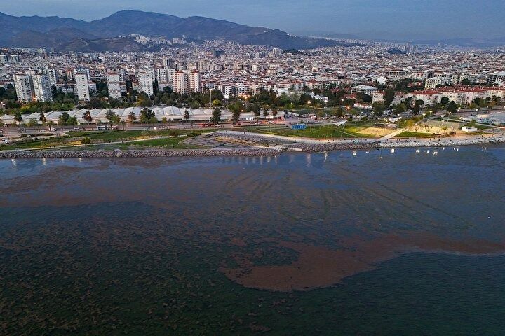 CHP belediyeciliği şaşırtmıyor! İzmir'in Karşıyaka sahilinde deniz marulu alarmı! Kirlilik ve koku tehlikesi! 1