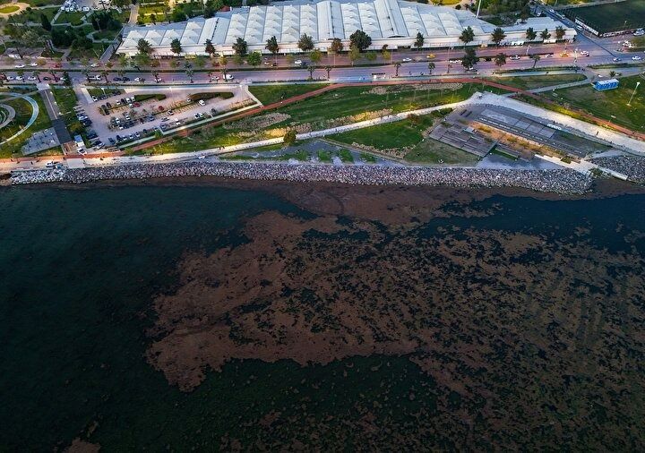 CHP belediyeciliği şaşırtmıyor! İzmir'in Karşıyaka sahilinde deniz marulu alarmı! Kirlilik ve koku tehlikesi! 3