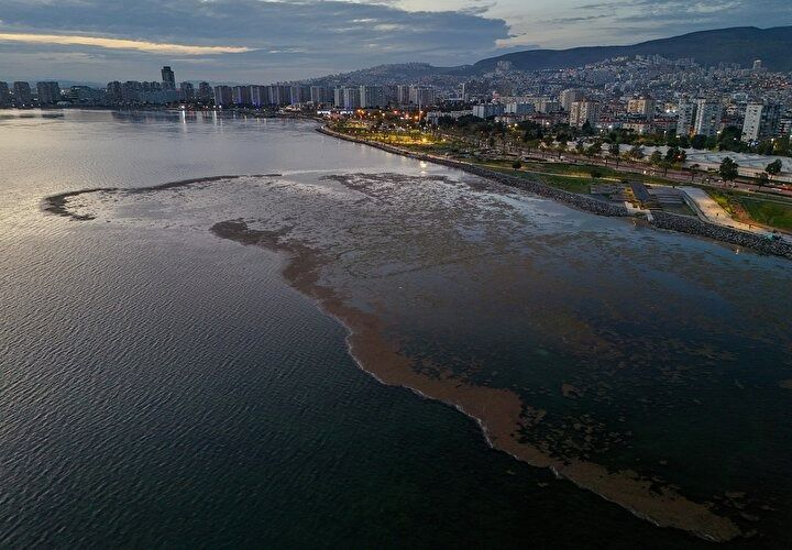 CHP belediyeciliği şaşırtmıyor! İzmir'in Karşıyaka sahilinde deniz marulu alarmı! Kirlilik ve koku tehlikesi! 4