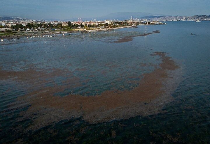 CHP belediyeciliği şaşırtmıyor! İzmir'in Karşıyaka sahilinde deniz marulu alarmı! Kirlilik ve koku tehlikesi! 6